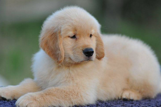 怎样养金毛幼犬