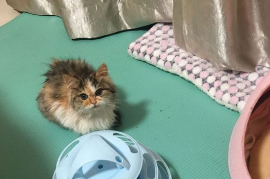 猫肠炎症状