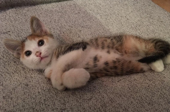 猫咪时不时甩一下头