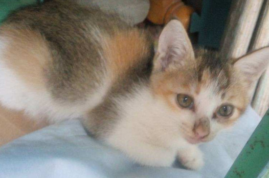 猫粮没了吃什么应急，用什么可以临时做猫粮