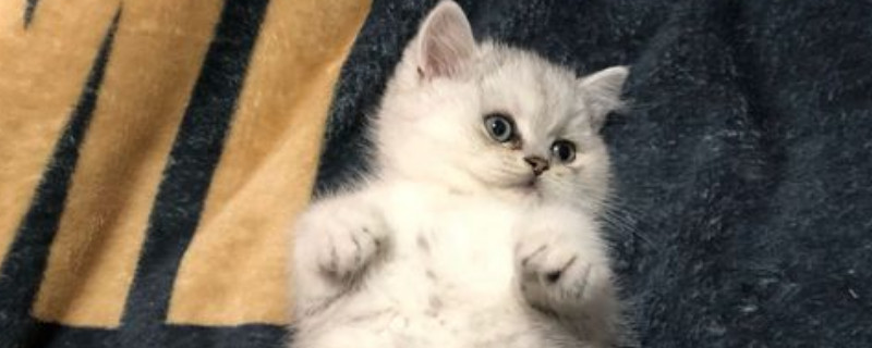 猫泪痕变黄了怎么去除