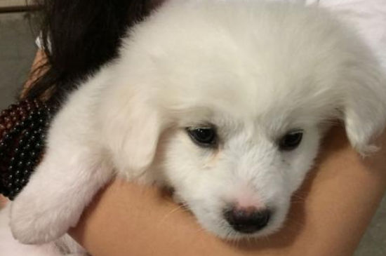 狗狗吃完东西就打嗝