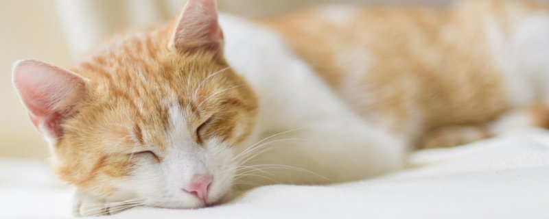 出生2天小猫拉稀怎么办，刚出生小猫拉稀正常吗