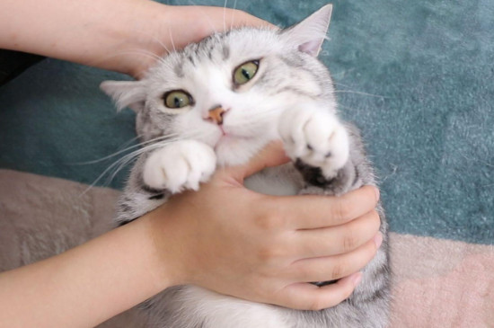 寝室养猫注意事项