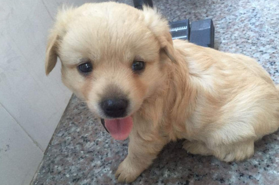 金毛幼犬不吃狗粮怎么办