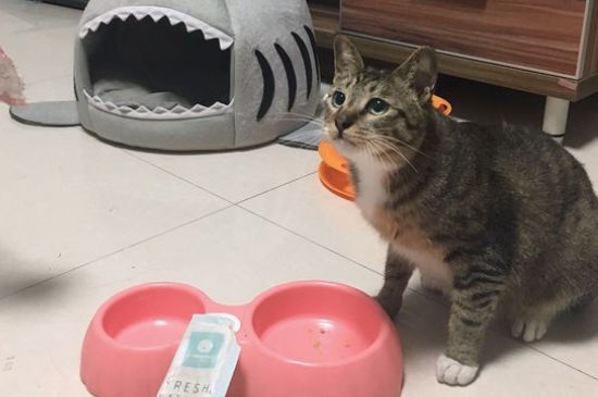 被猫抓伤多久打针有效