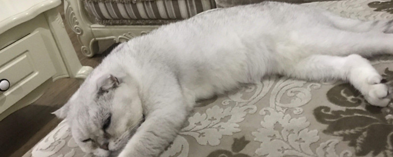 猫怎么一直像打嗝抽搐