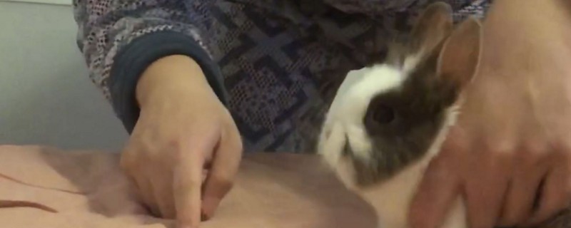 兔子晚上饿了的表现