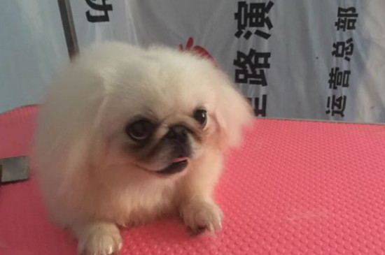 京巴狗吃什么狗粮