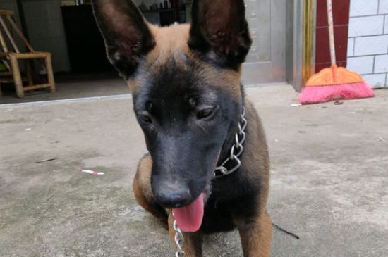 马犬吃什么狗粮