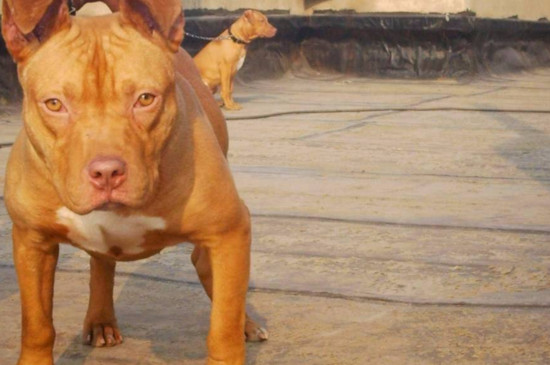 世界优秀猎犬十大排名