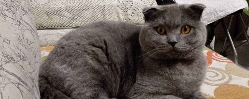 蓝猫多少天洗一次澡