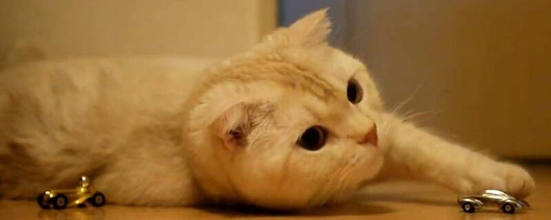 猫自己在家会孤独吗