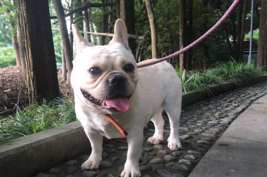法国斗牛犬聪明吗