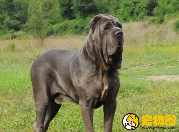 超危险猛犬扭玻利顿，攻击敌人向来不死不休
