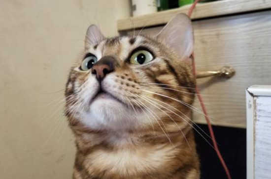 猫闻橘子皮有害吗