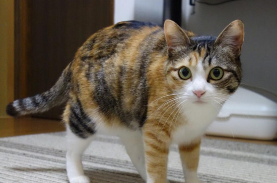 猫打完疫苗呕吐正常吗