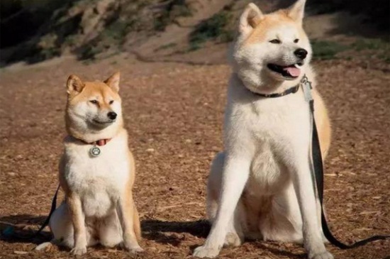跟柴犬很像的狗