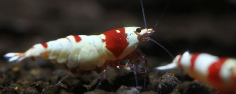 水晶虾和什么鱼混养