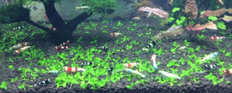 水晶虾可以和什么混养
