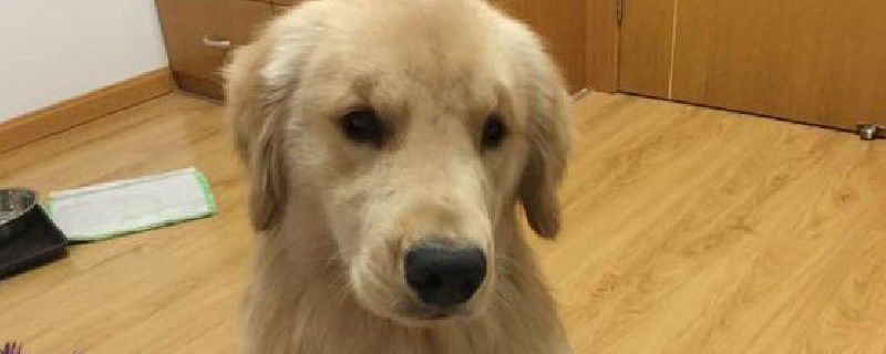 狗狗为什么不进卫生间