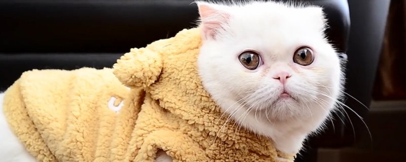 小奶猫要死的征兆