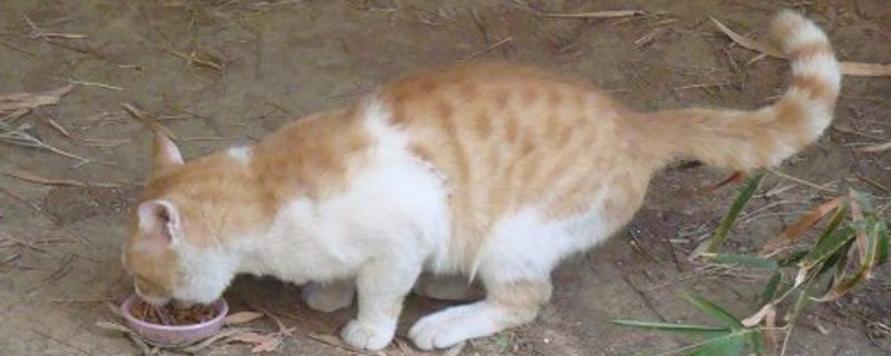 公猫越来越瘦怎么解决