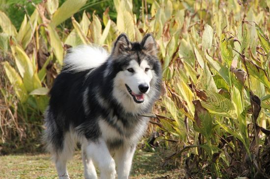 幼犬拉稀怎么办