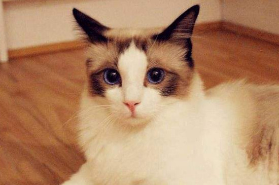 买布偶猫的人多吗