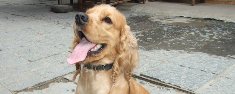 可卡犬缺点