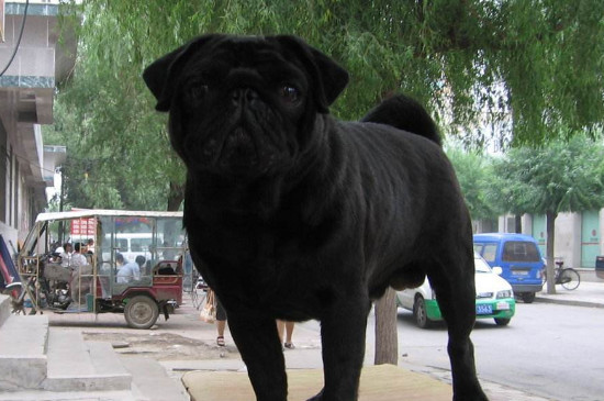 黑色巴哥犬为什么稀少，黑色代表不吉利且价格昂贵