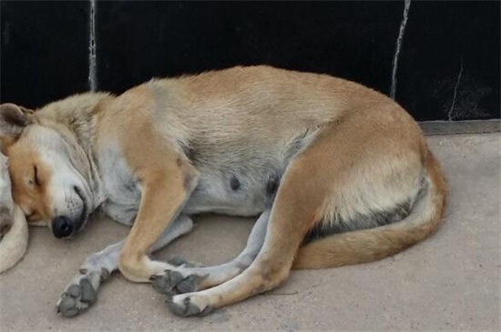 狗得脑炎死亡时的症状
