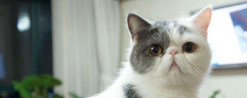 怀孕母猫如何补充营养