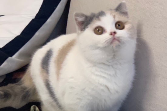 猫能吃蛋糕吗