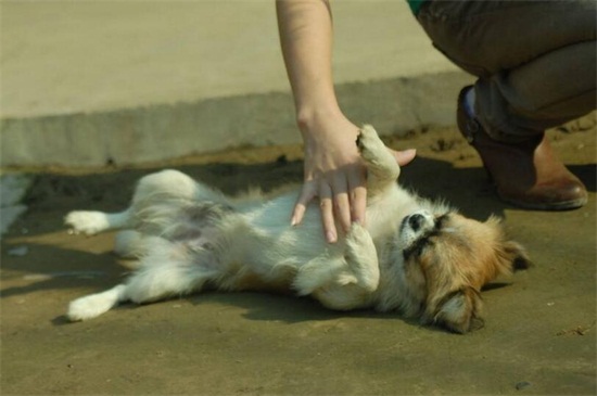 狗尾巴突然下垂好几天