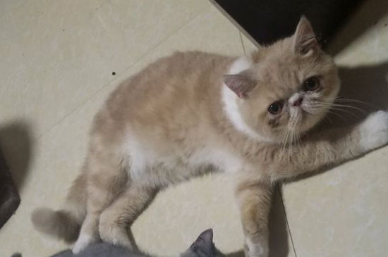 加菲猫只认一个主人吗