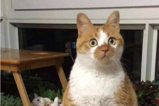 猫会打呼噜吗