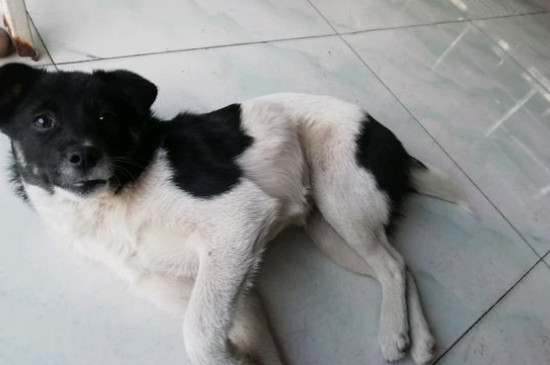 狗后腿突然站不起来