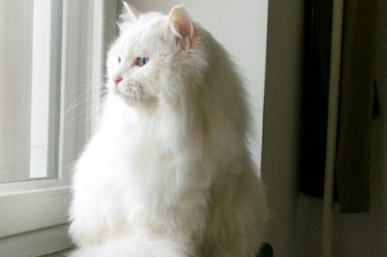 狮子猫适合家养吗