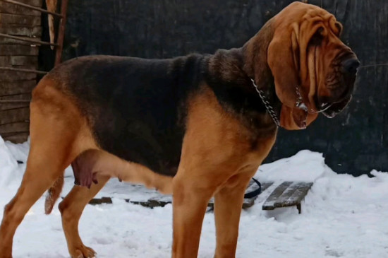 寻血猎犬的优缺点