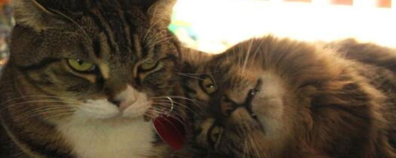 猫为什么喜欢打别的猫