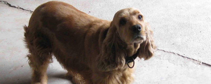 可卡犬为什么没人养