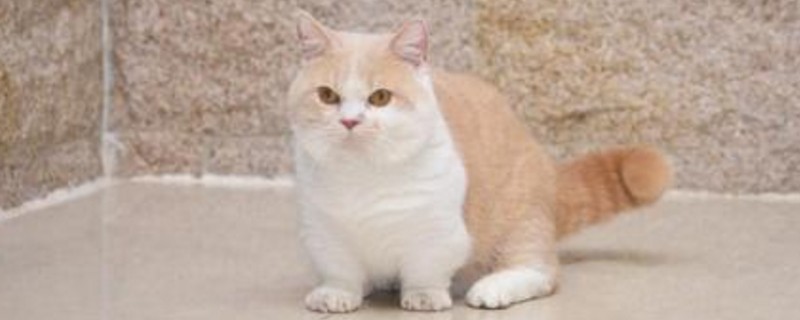 猫咪吃狗粮会有事吗