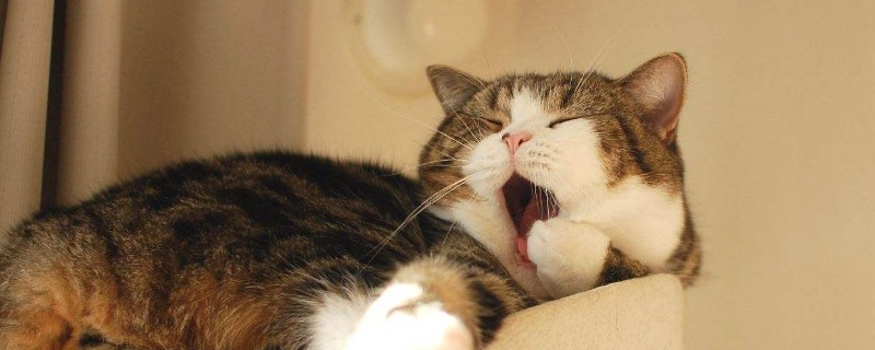 猫咪喘气像鼻子不通气