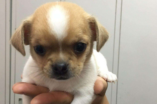 一个月幼犬喂养方法，4个饲养幼犬的基础知识