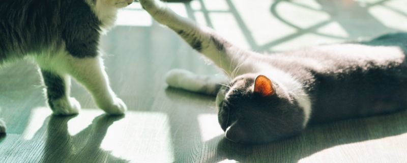 母猫产后吃什么好