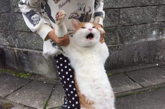 猫咪外驱虫后注意事项