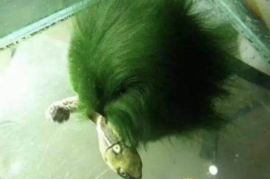 绿毛龟的毛掉了怎么办