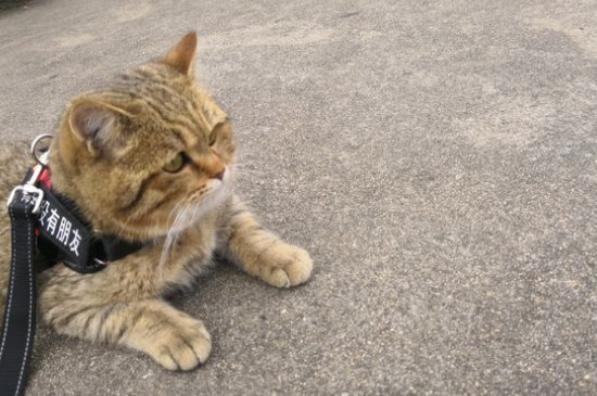 刚刚开始养猫就后悔了，养猫久了容易得四种“病”