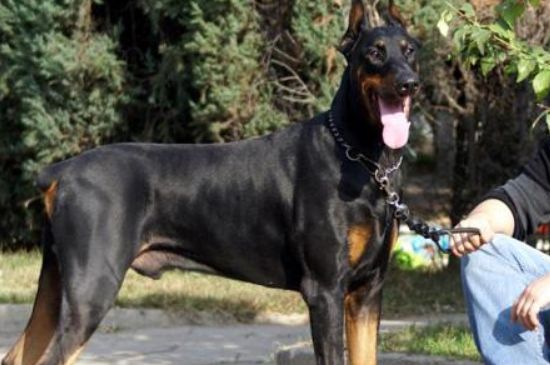 杜宾犬和罗威纳哪个好，杜宾犬和罗威纳的三大对比